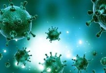 როგორ წარმოიშვა და განვითარდა კორონავირუსი. როგორ მოქმედებენ ვირუსები და კორონავირუსები ადამიანებზე: ბაქტერიოლოგის პასუხი.