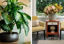 ეს მცენარეები ოჯახში ჩხუბსა და გაუგებრობას იწვევენ – ფენ-შუის რჩევები