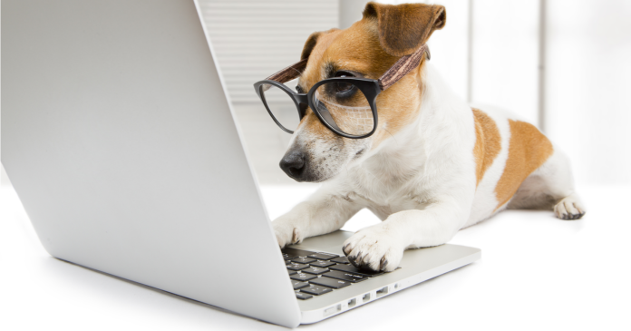 dog-working-on-laptop